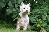 WESTIE 467